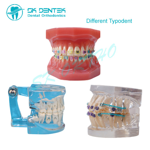 Dental Typodent Series